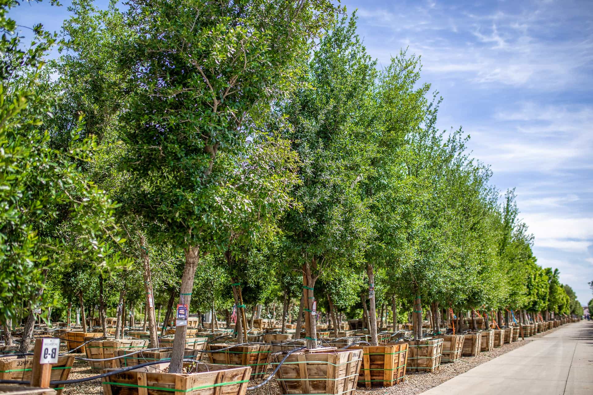 Row of Oak Trees in the nursery.