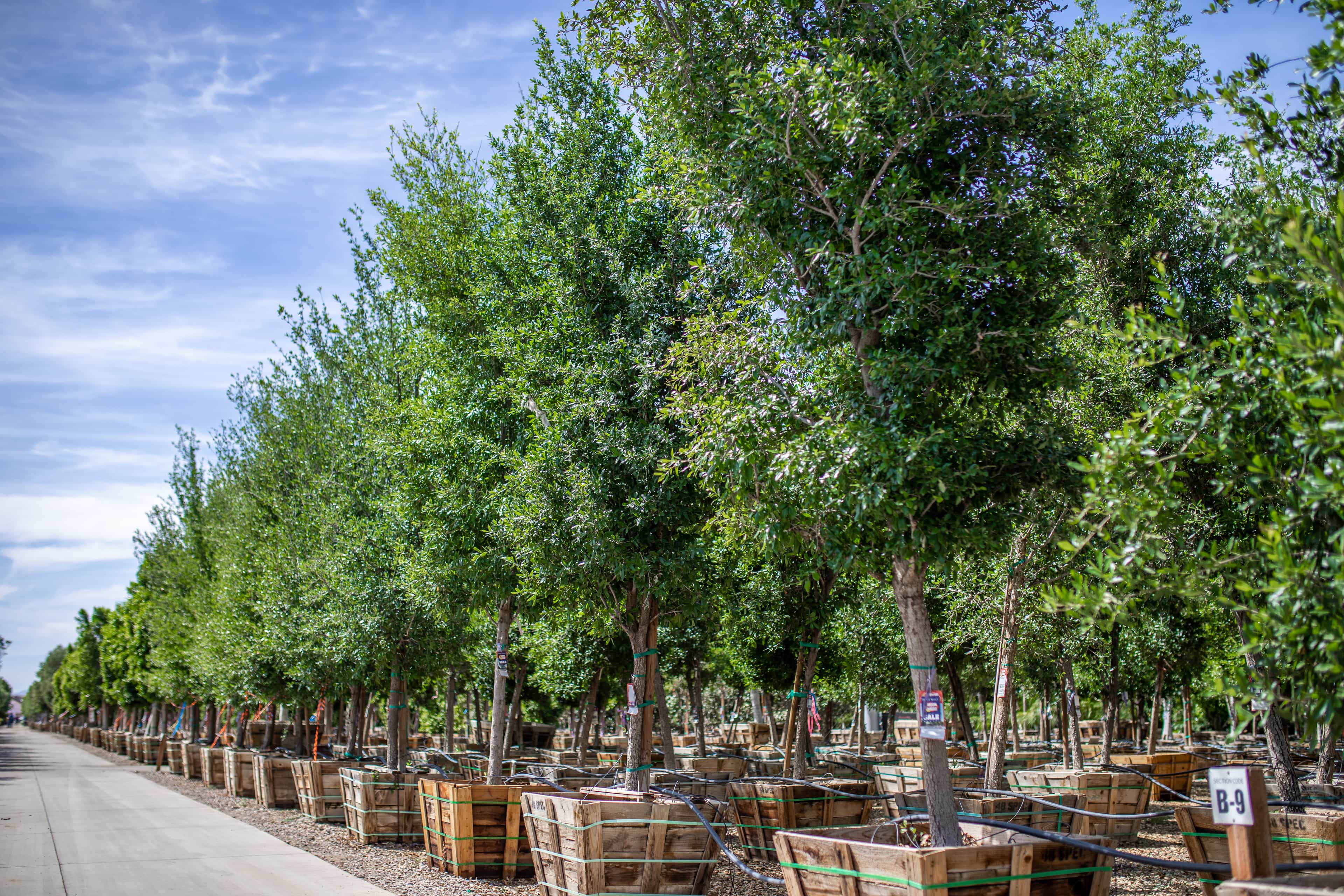 Beautiful line of box grown oak trees at a Moon Valley Nurseries location.