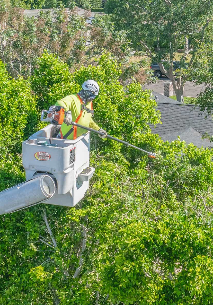 Tree care technician in a tree trimming