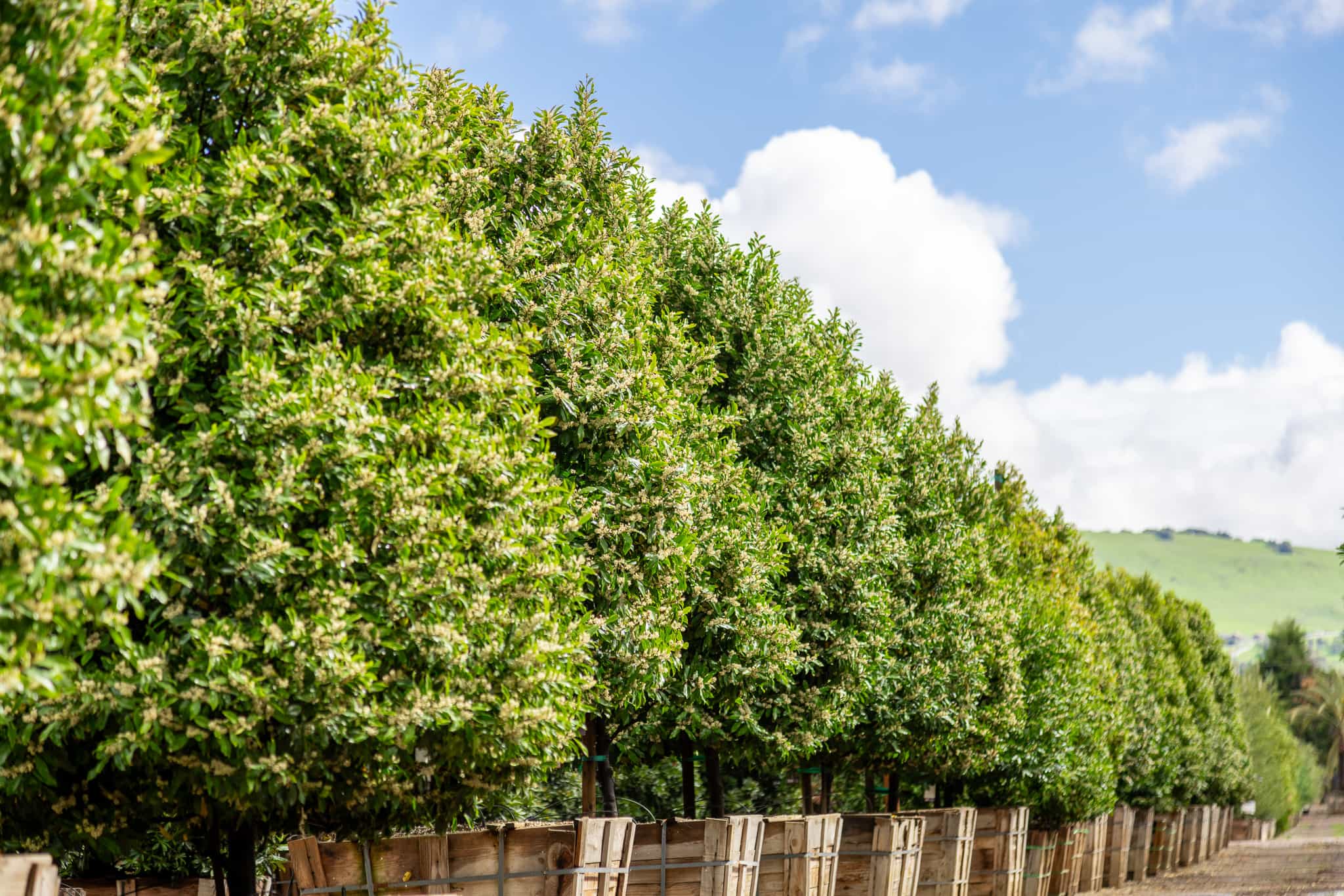 A row of Carolina Cherry hedges at a Moon Valley Nurseries location.