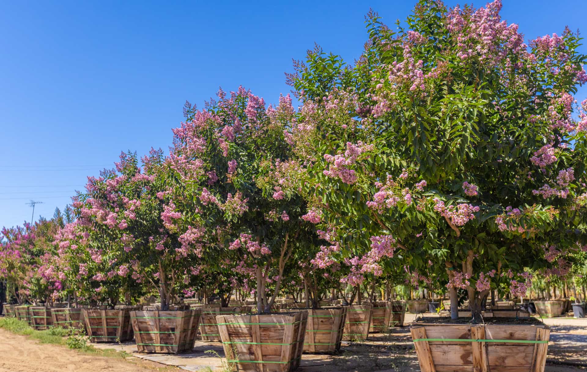 A row of blooming Crape Myrtles at a Moon Valley Nurseries location.