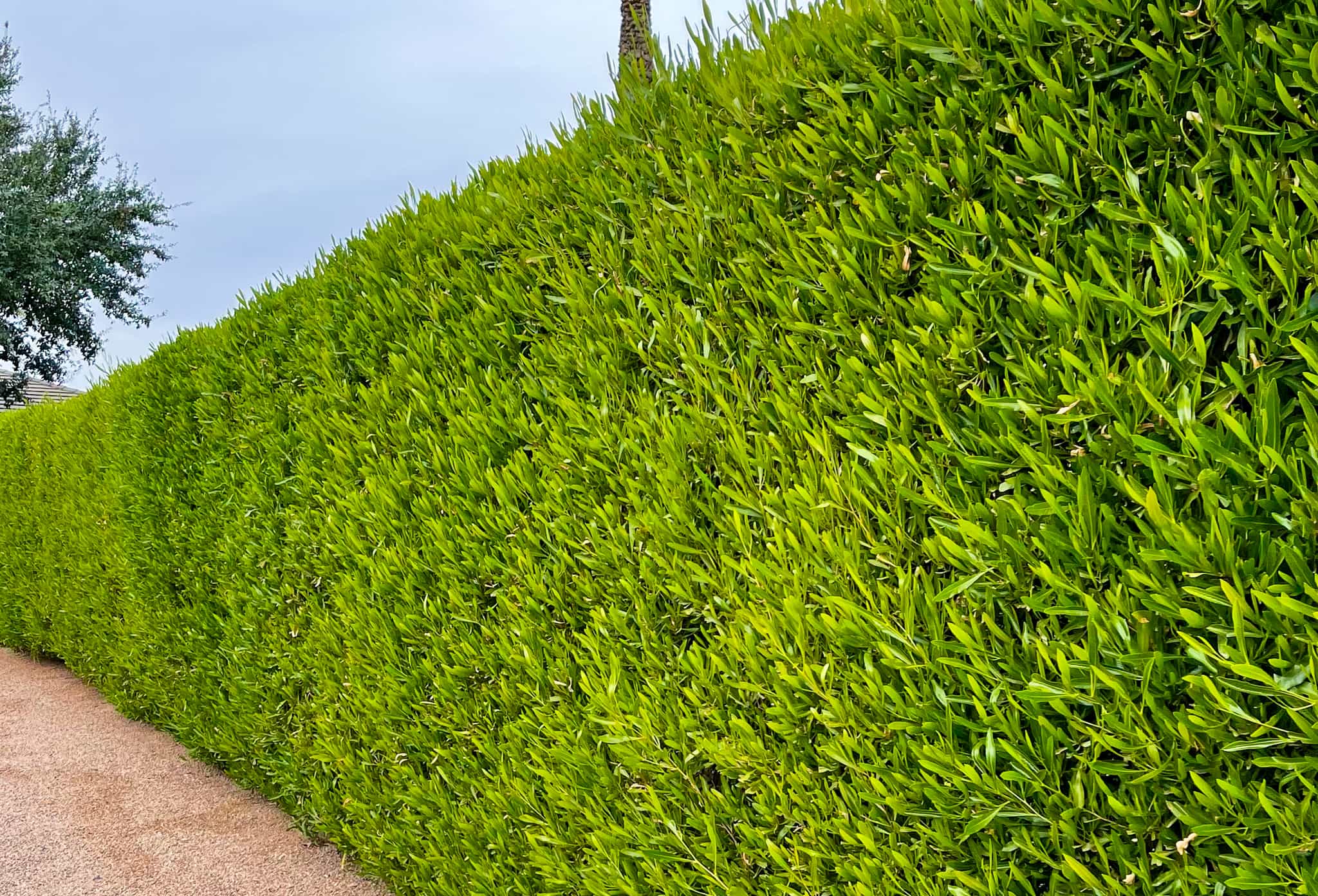 Green Hopseed in yard