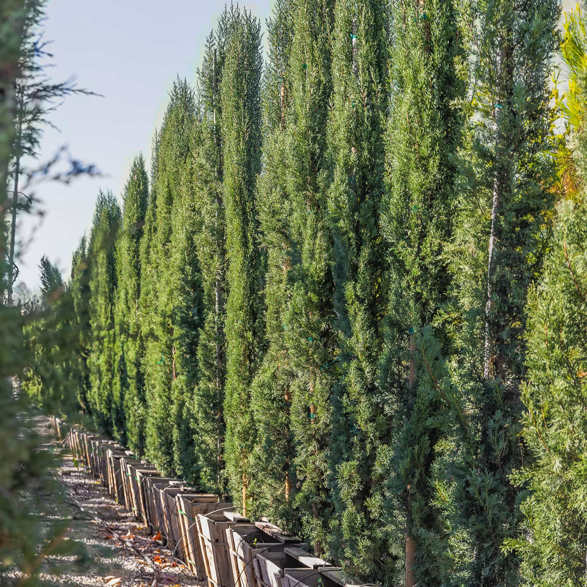 Italian Cypress