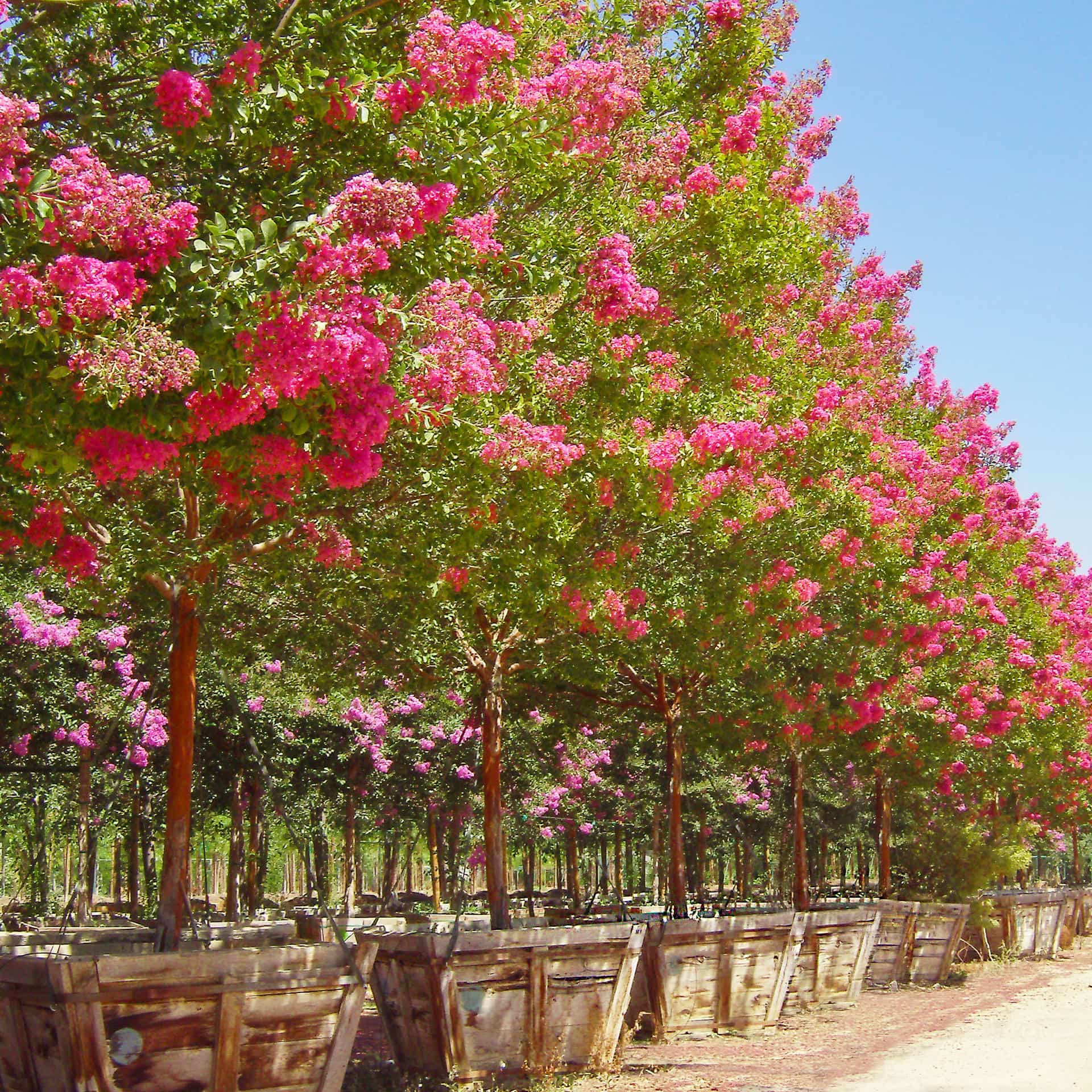 Miami crape myrtle row
