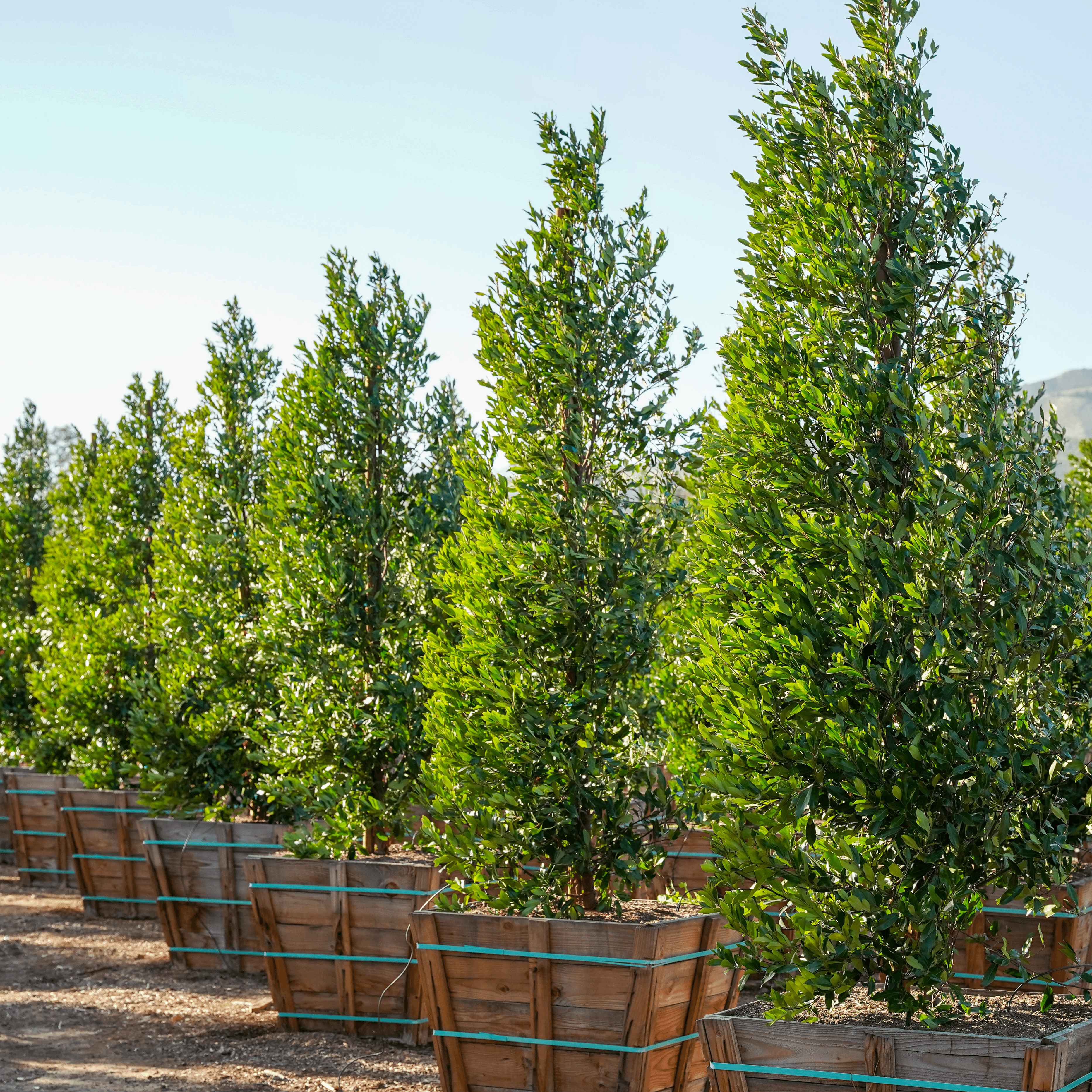 Carolina Cherry hedges row