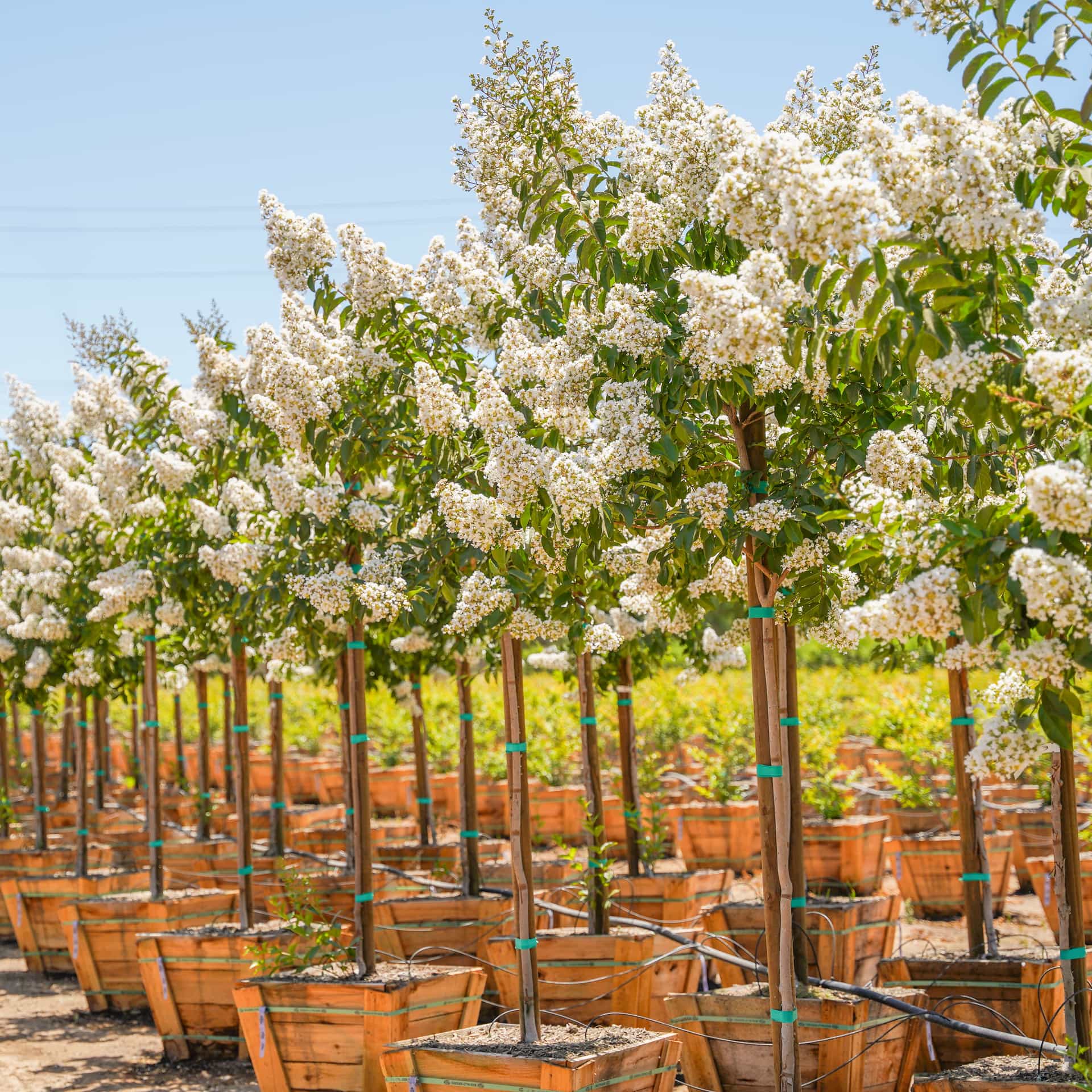 Crape Myrtle Natchez Row