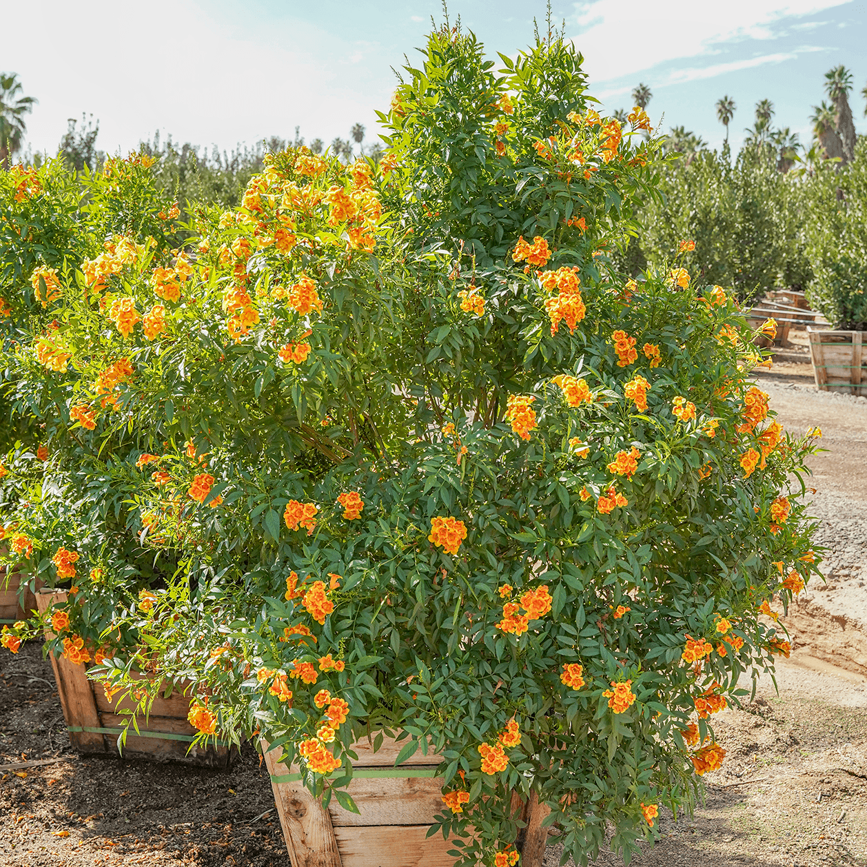 Orange Jubilee