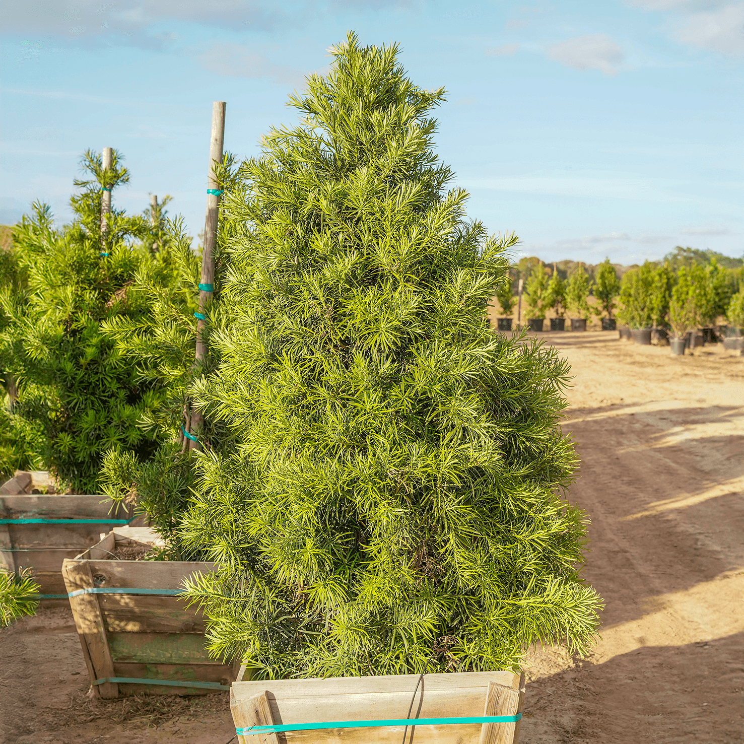 Podocarpus