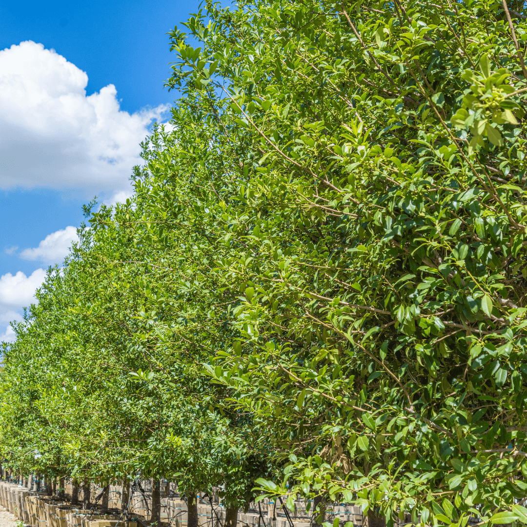 Mature Dense Eagleston Holly Plants in a Row Potted at Moon Valley Nursery