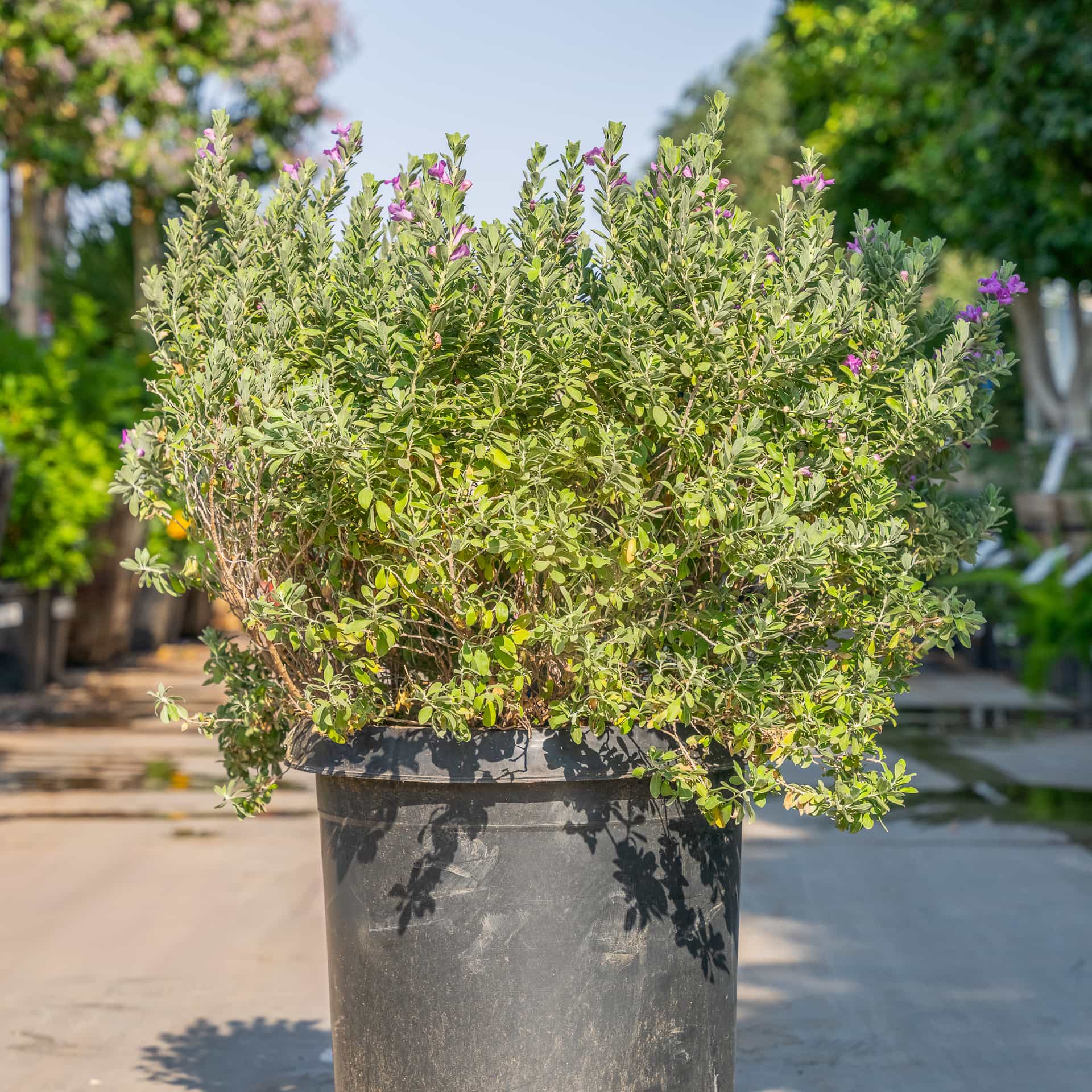 Green Cloud Sage
