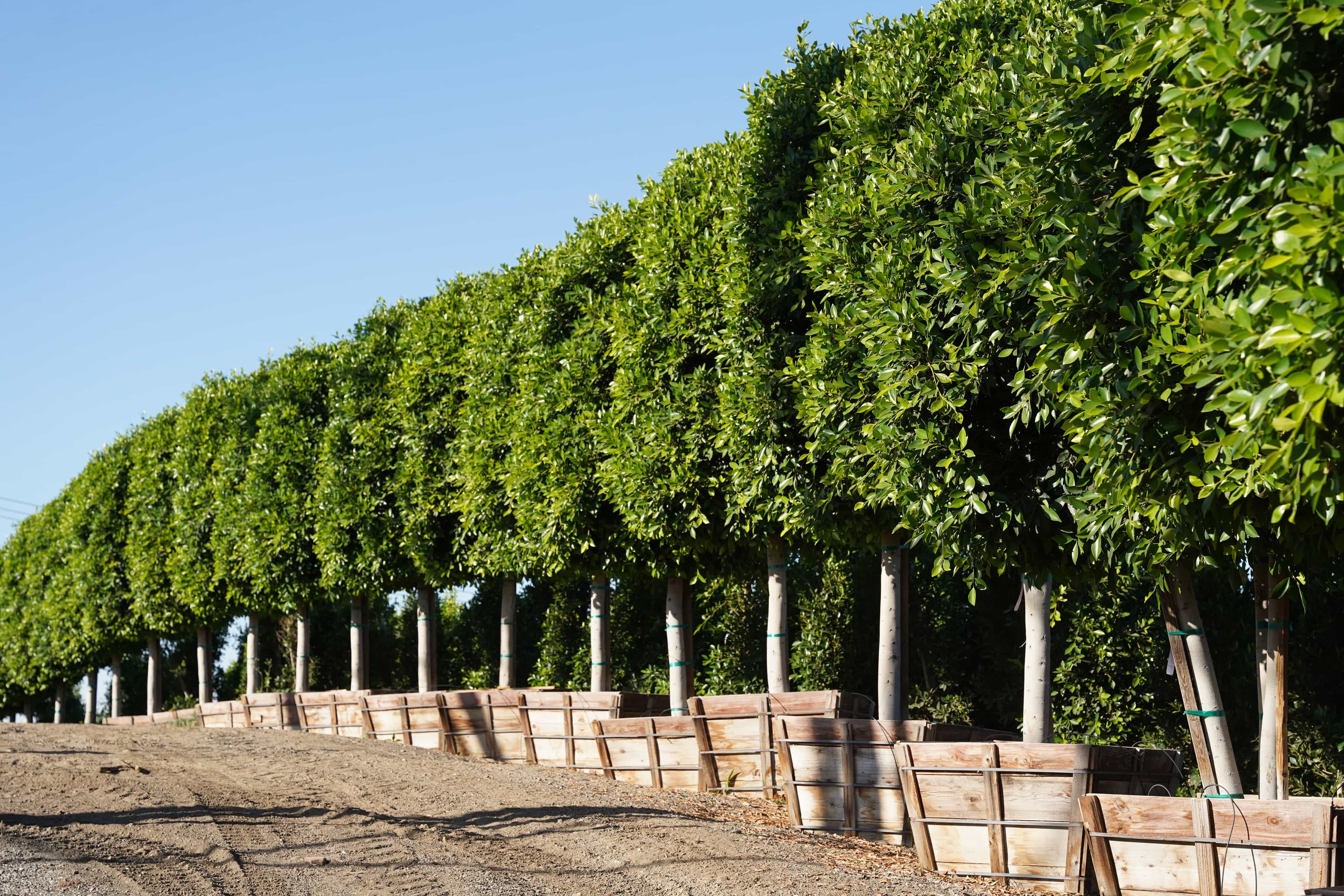 Indian Laurel Tree Row