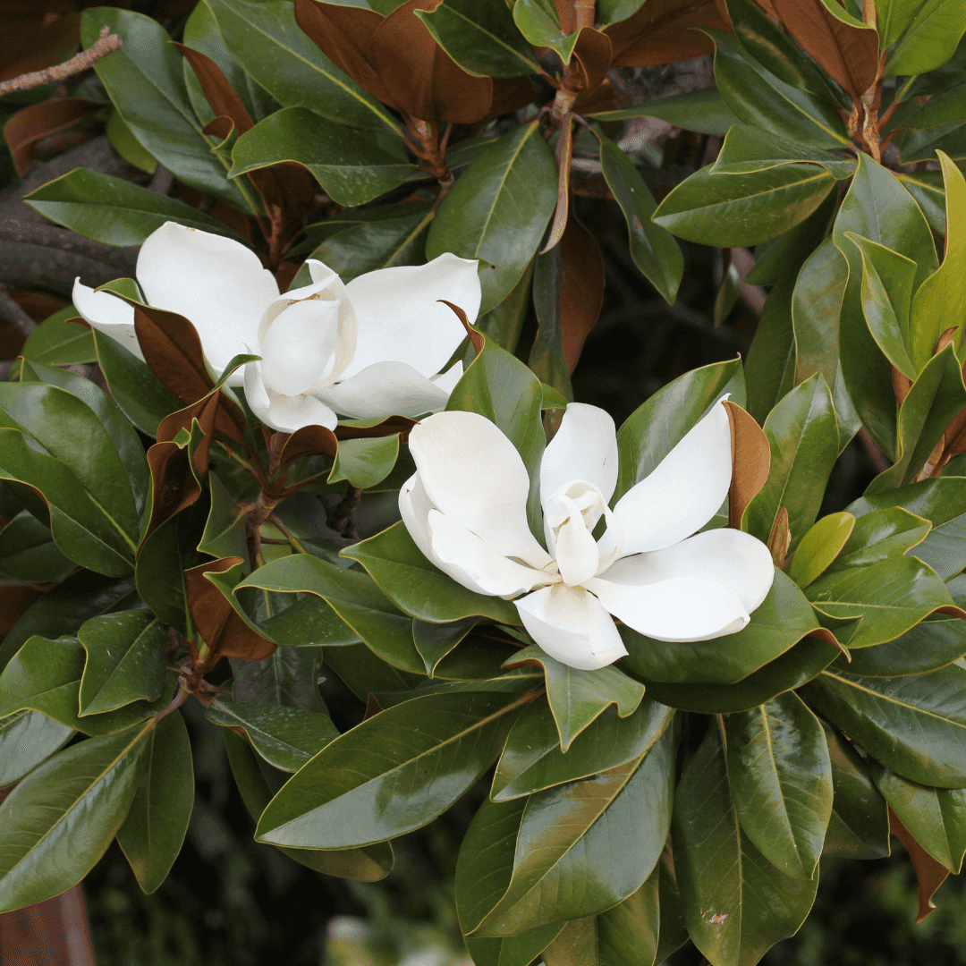 Beautiful Blooming Magnolia Tree