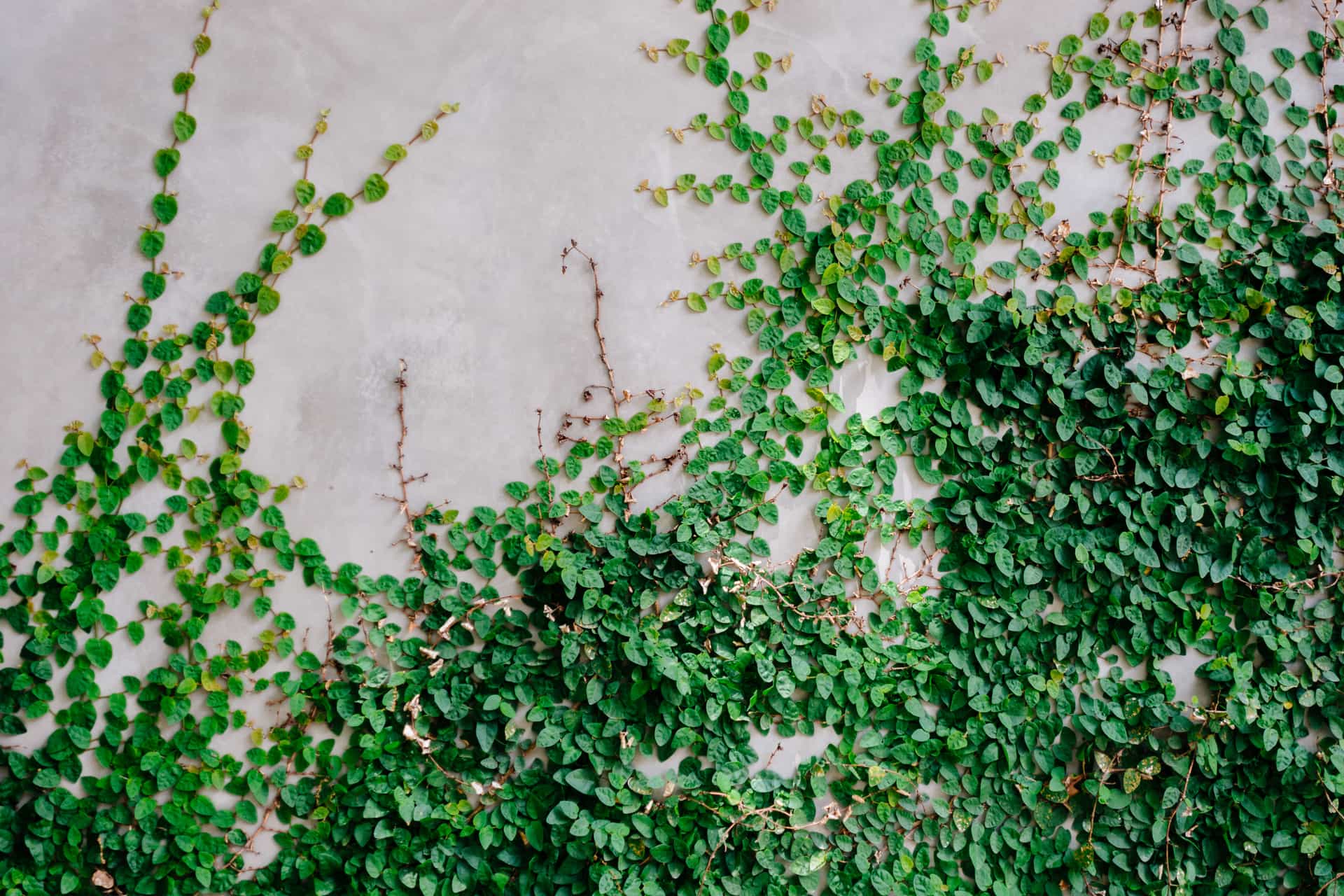 Moon Valley Nurseries Creeping Fig