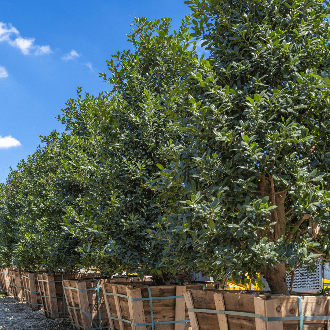 Multiple Mature Nellie Stevens Holly Plants In a Nursery Row