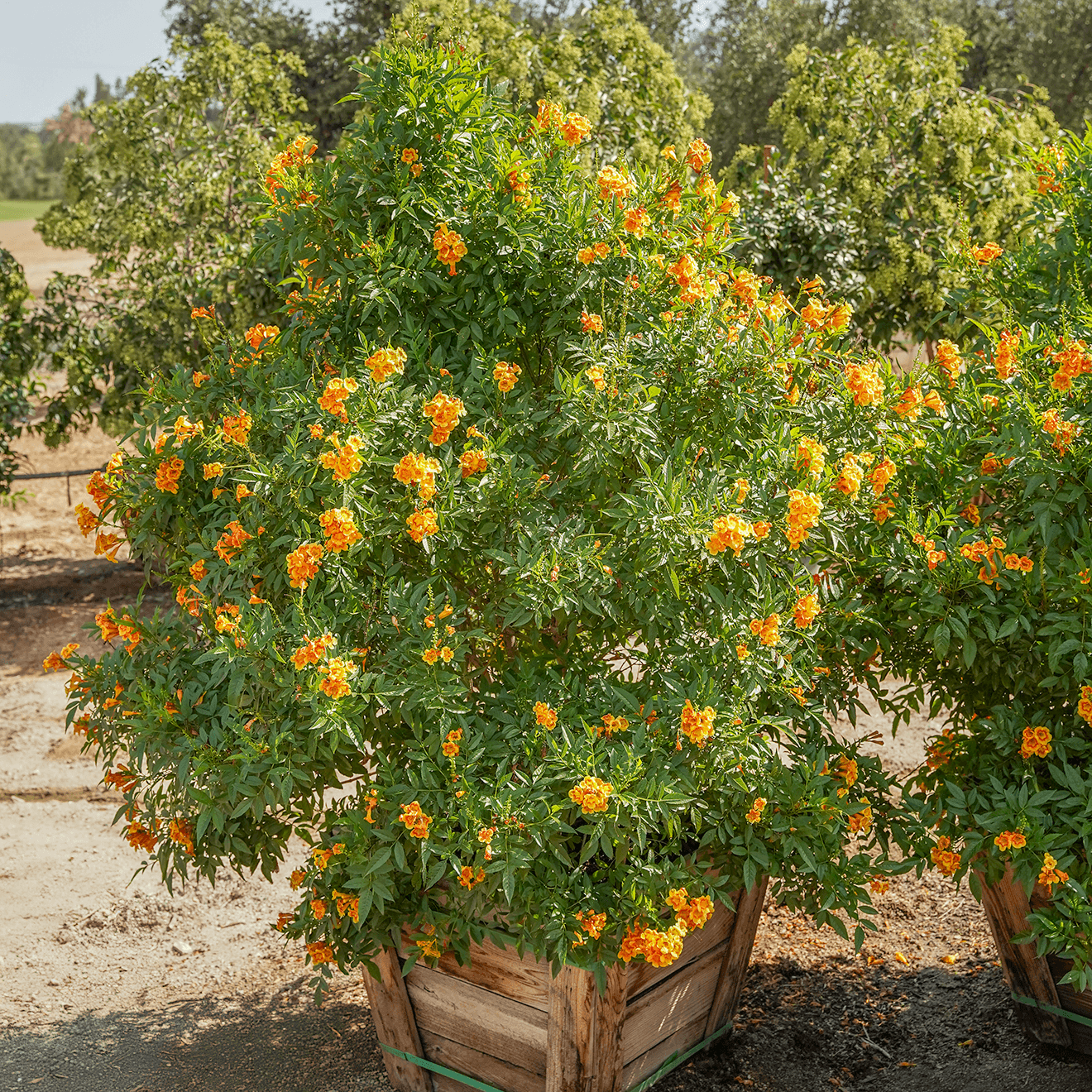Orange Jubilee