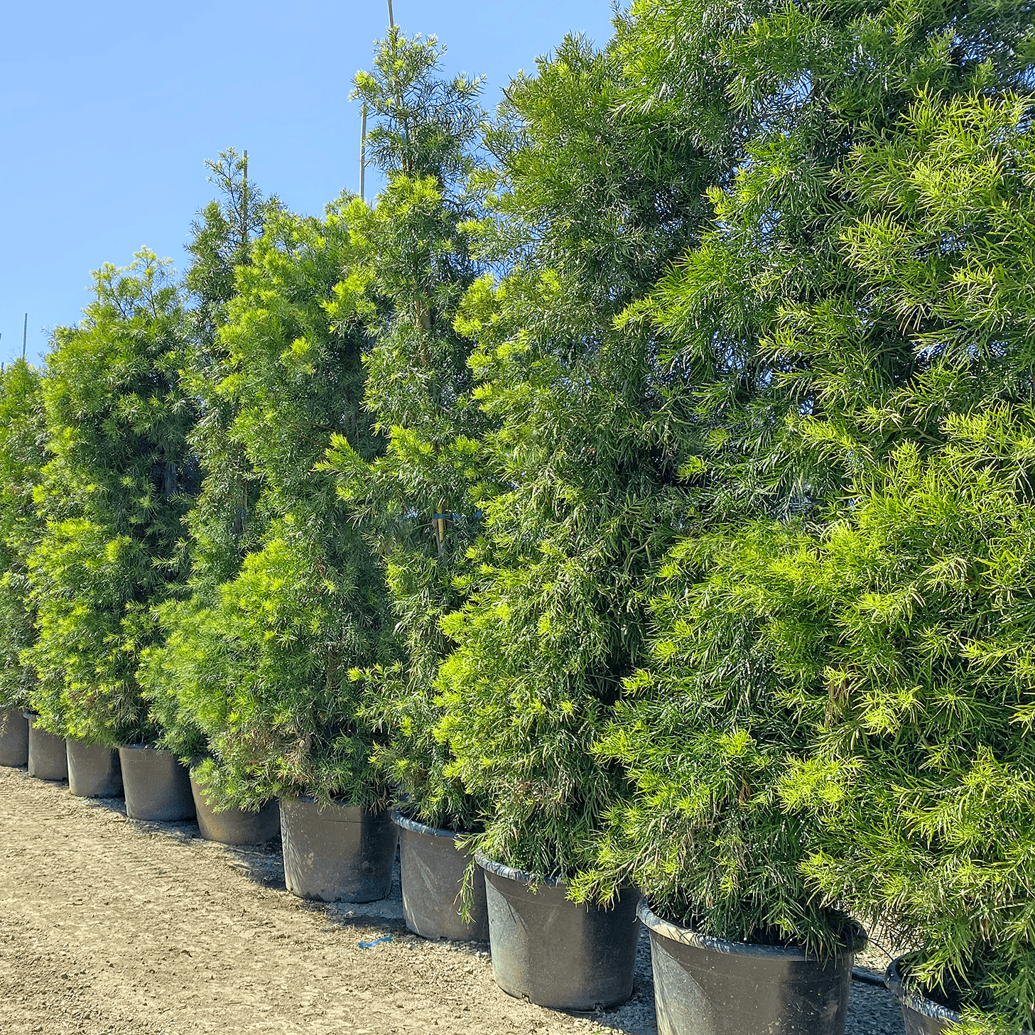 Podocarpus