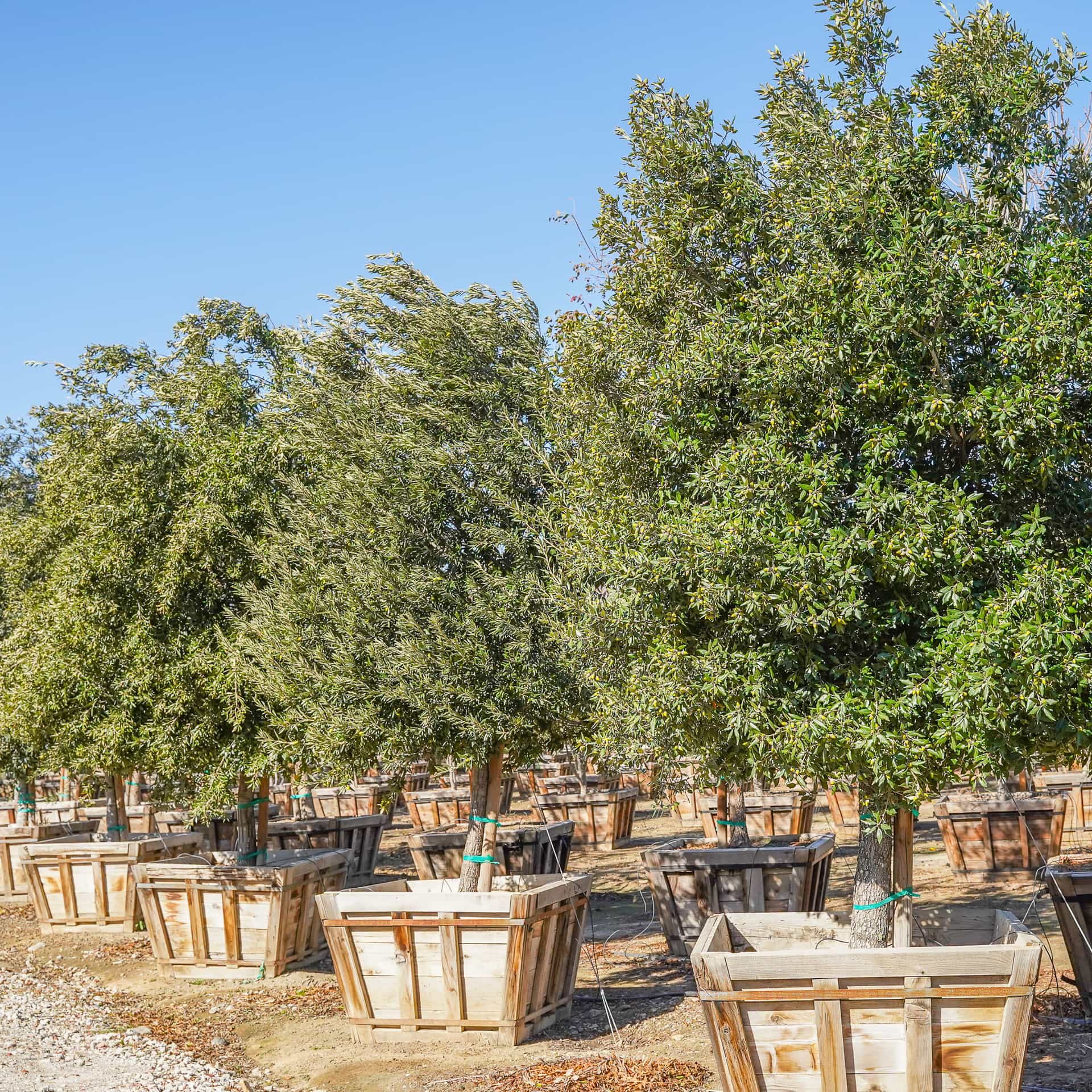 S Live Oak rows