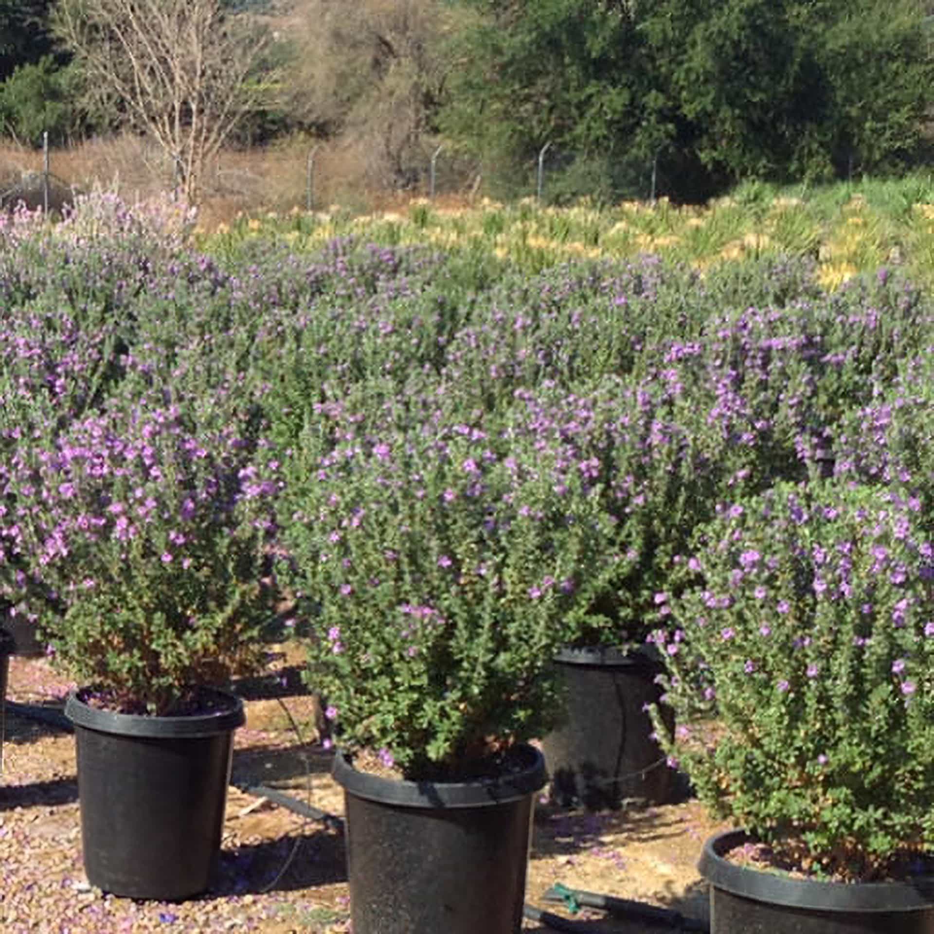 Green Cloud Sage