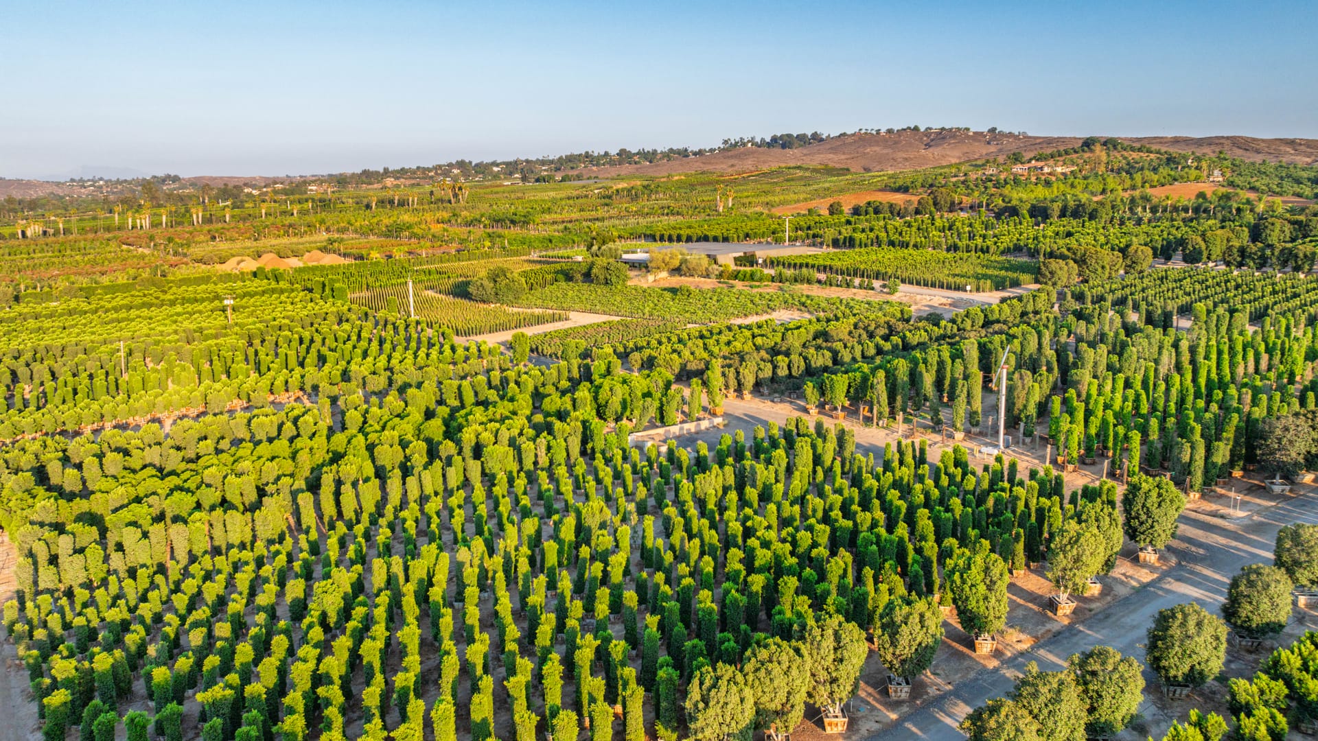 Aerial view of rows of trees growing on a Moon Valley Nurseries farm