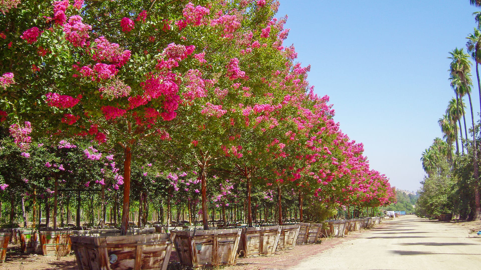 Row of box grown Miami Crape Myrtles in bloom.