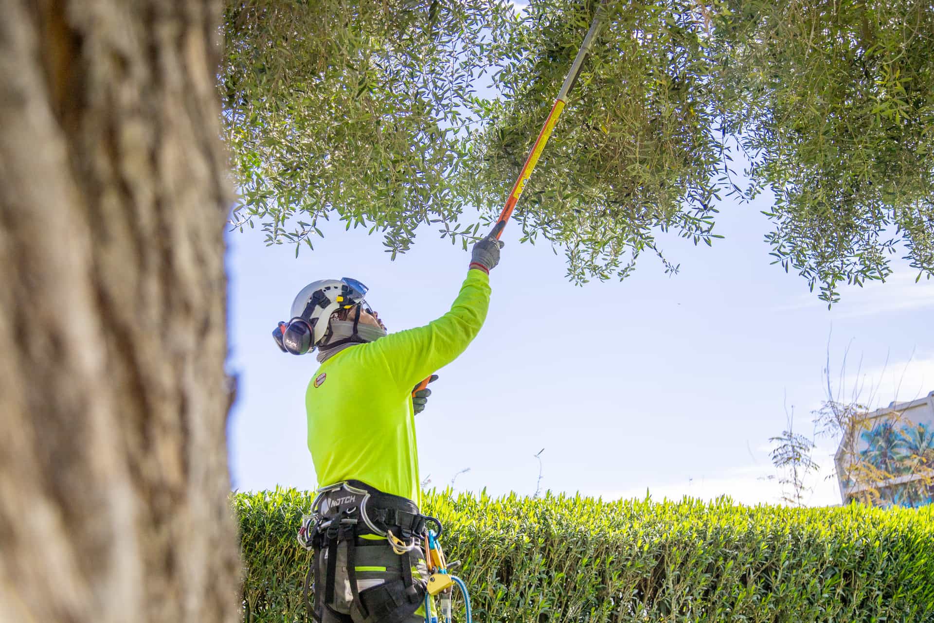 TreeCareExpertTrimming.jpg