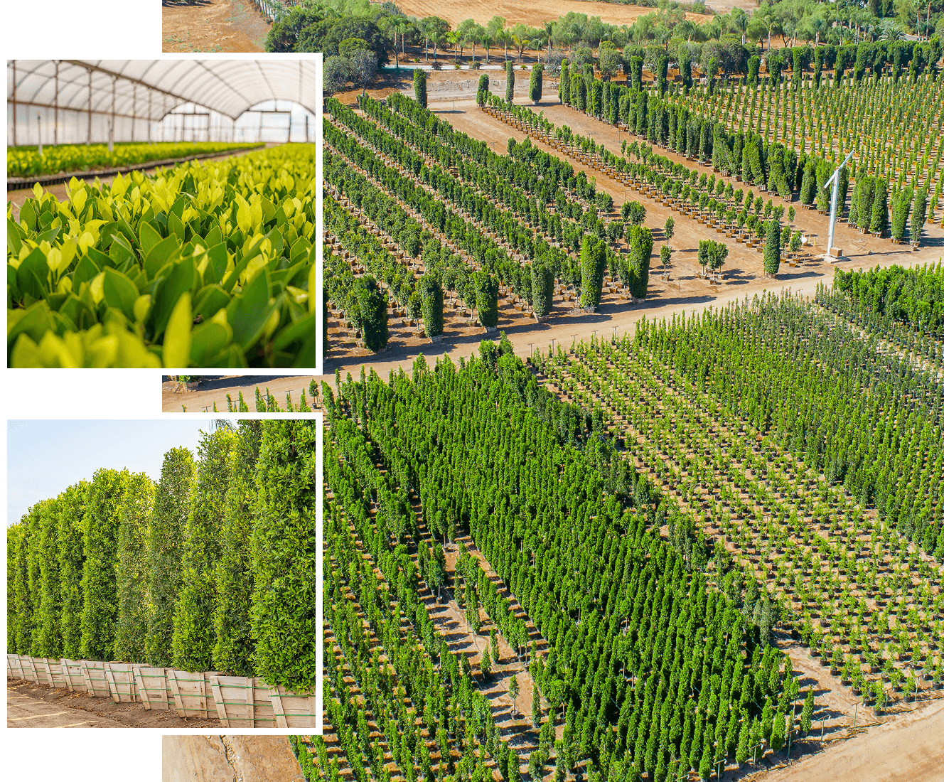 Our farms, propagations, and rows of box grown trees at Moon Valley Nurseries local grow areas.