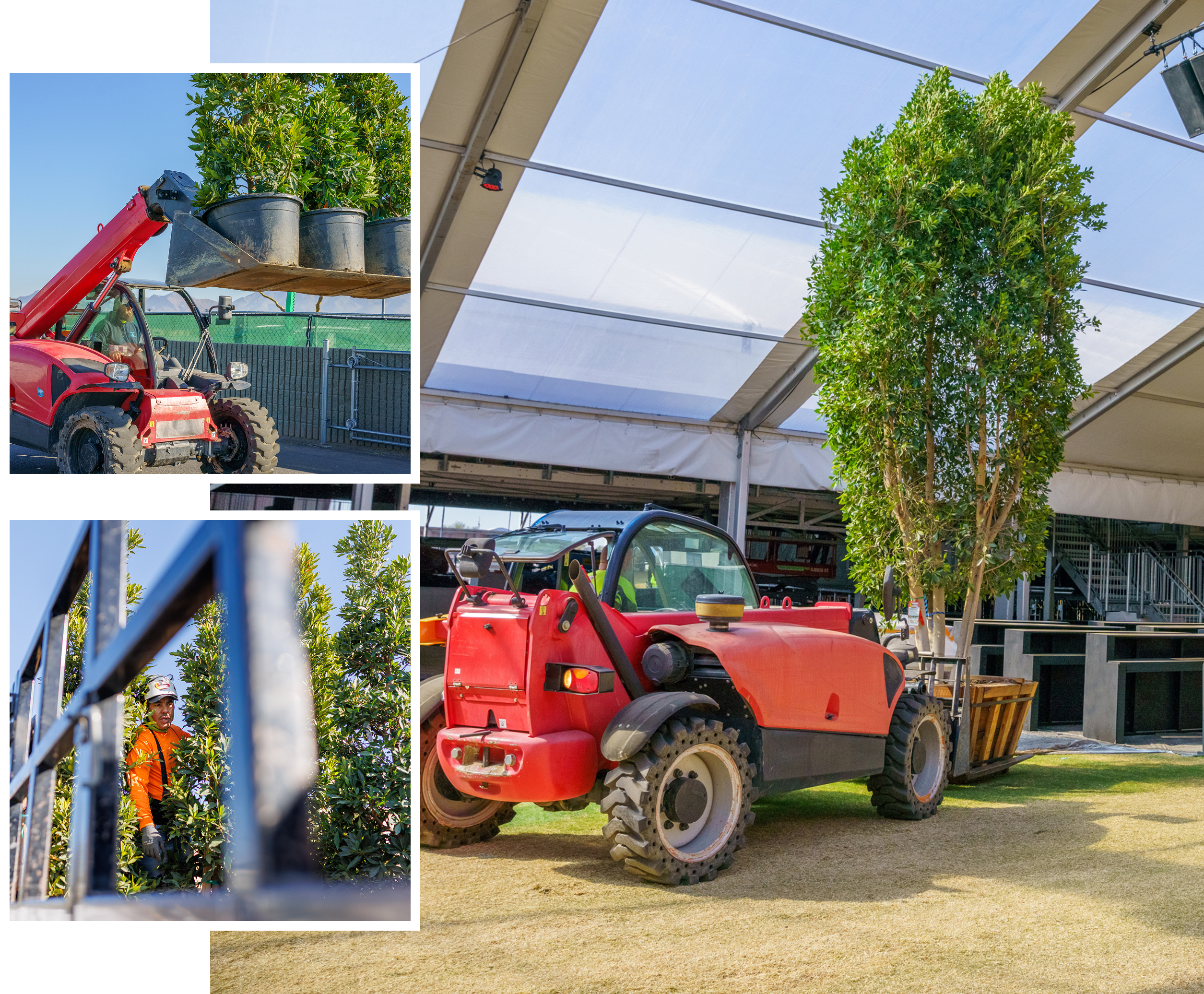 Photos of the Moon Valley Nurseries team placing hedges and trees for the Waste Management Open.