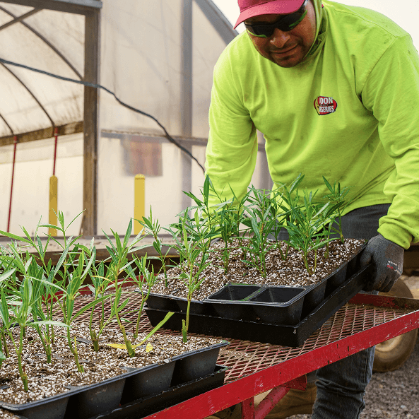 Photo of a Moon Valley Nurseries farm expert propagating nursery trees.