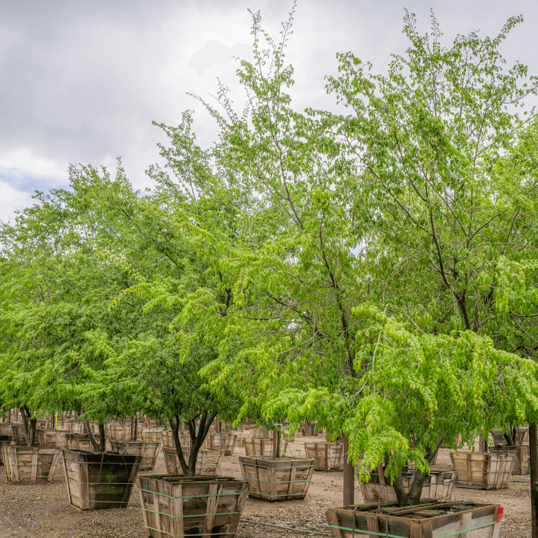 Chinese Elm Row